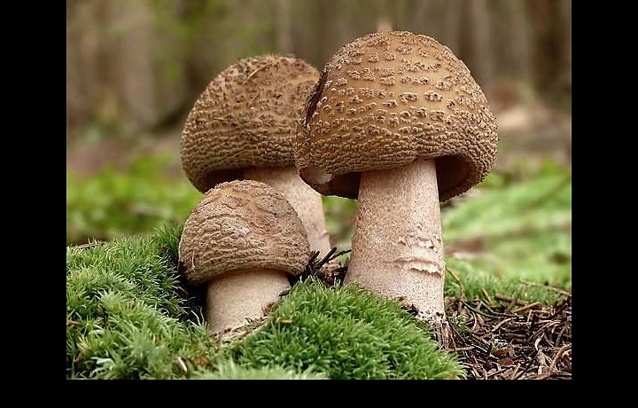 Mushroom picking - national sport
