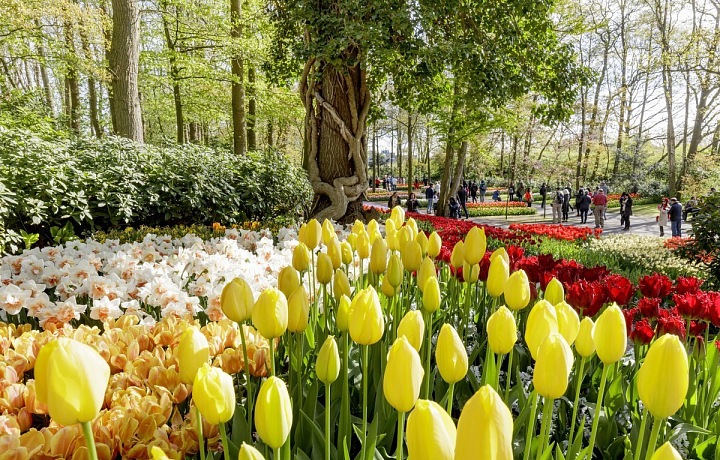Keukenhof