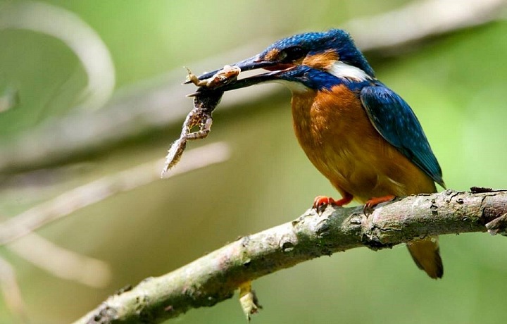 Earth: One Amazing Day