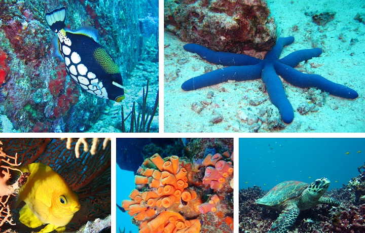 Similan Island diving experience