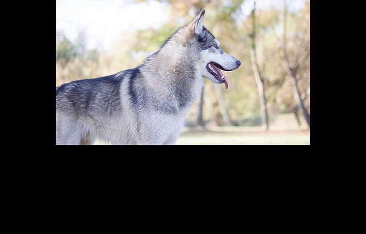 The Czech German shepherd