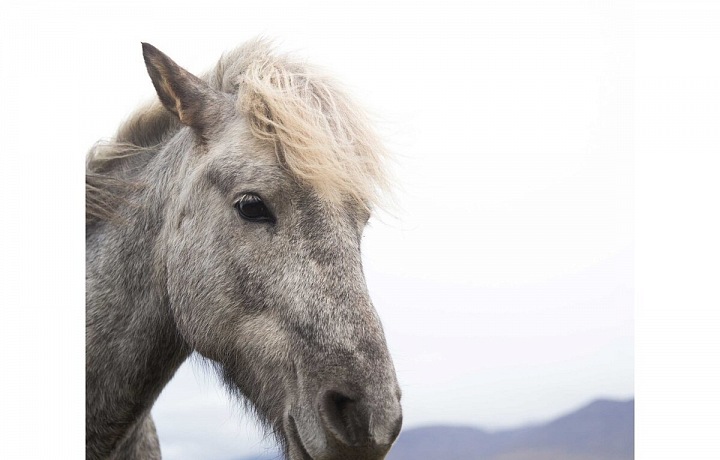 Beautiful horse in the beautiful countryside of Iceland