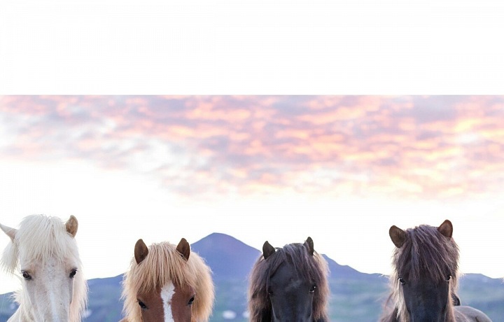 Icelandic horse