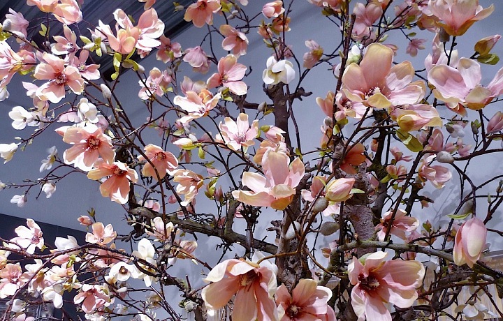 Hedvábné květiny od značky Jasaco.