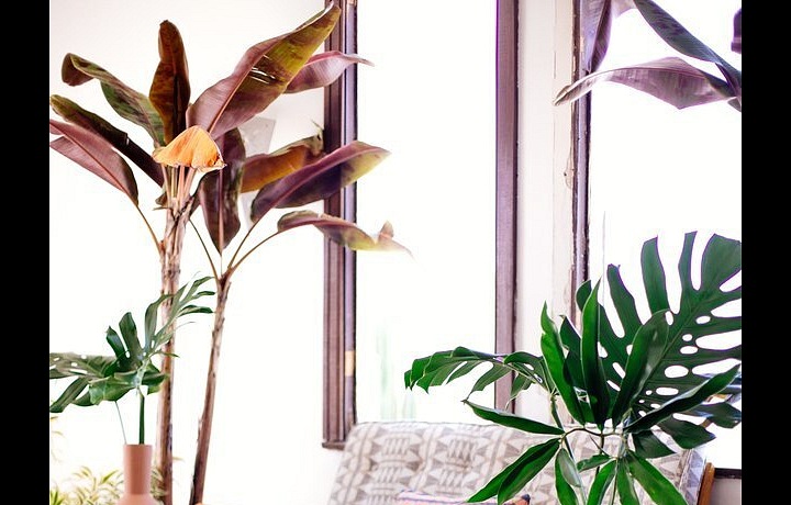 Interior in Jungalow style