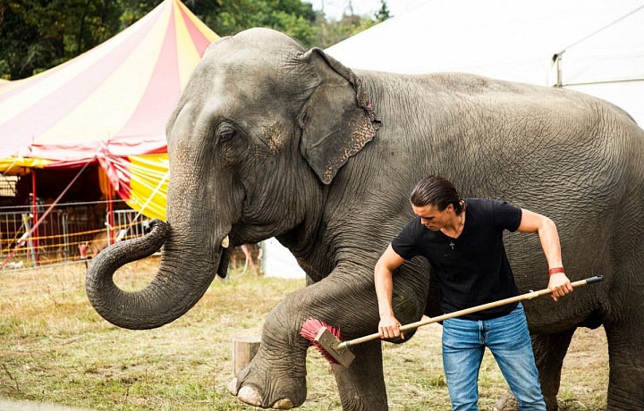 Slonice jsou rády čisté. 