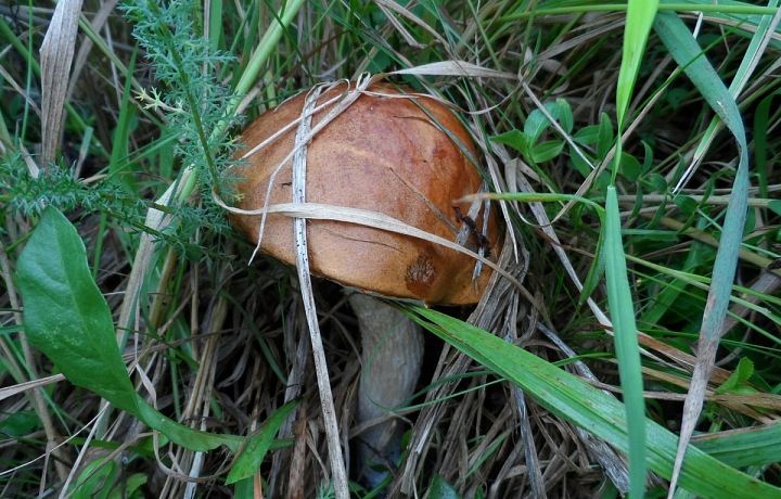 Can you find the mushroom?