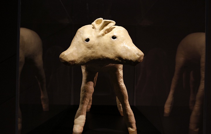 Double face, Daniel Pešta