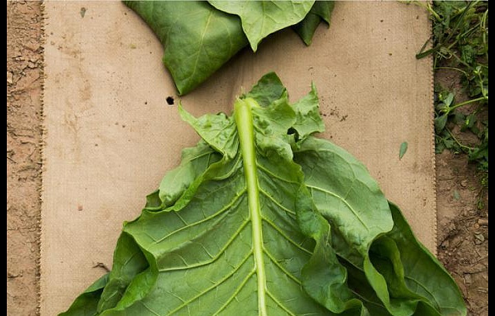 Důkladně vybrané listy