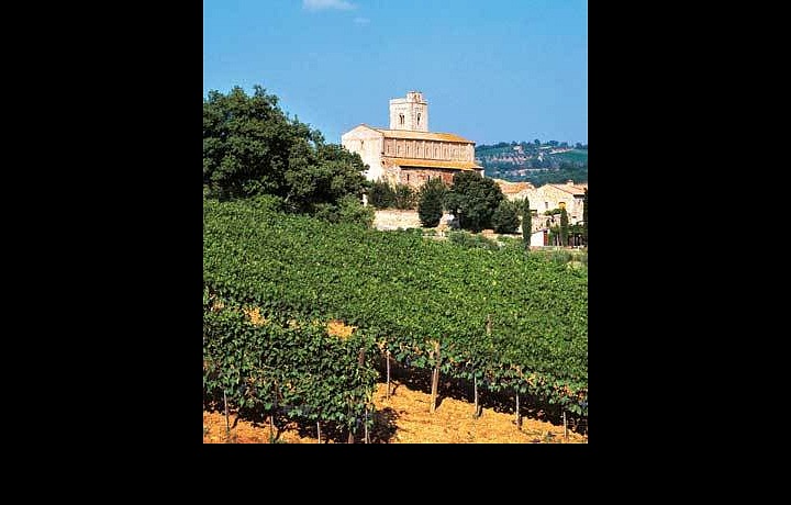 Tuscan vineyard near Montelcino
