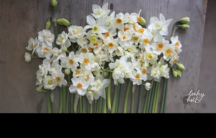 Daffodils from flower farm
