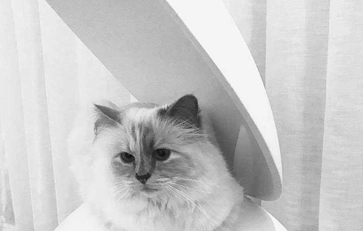 Designer's loving cat Choupette