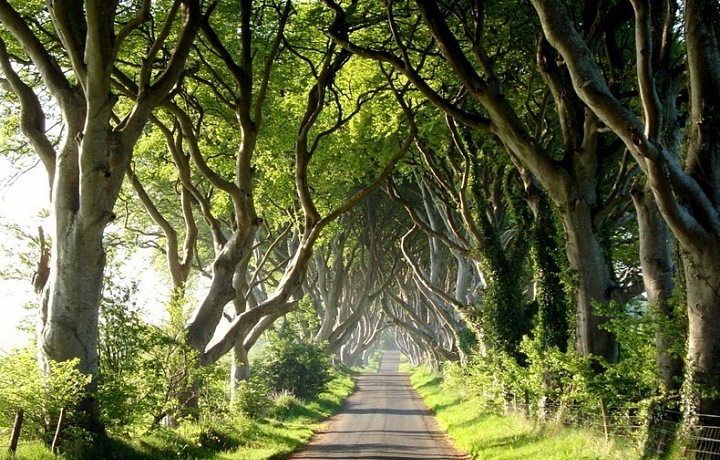 The Dark Hedges, Northern Ireland