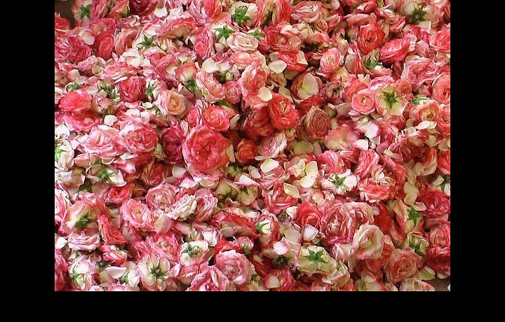 Oily rose - one of the ingredients