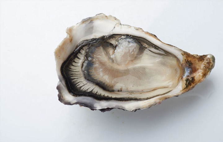 Oysters Fine de Claire