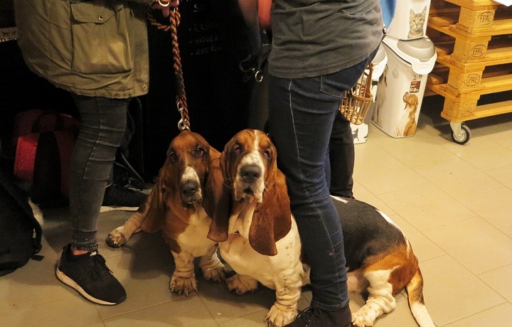 Přišli se podívat i baseti