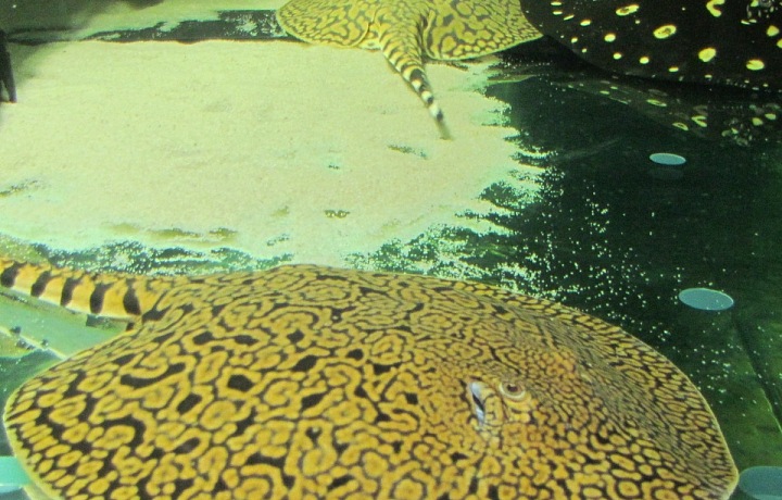 Potamotrygon menchcacai - rare species