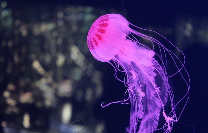 Underwater world of jellyfish