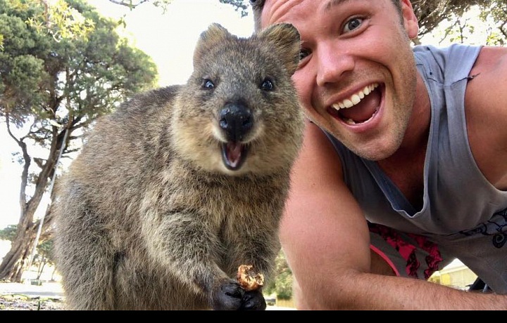 Klokan Quokka