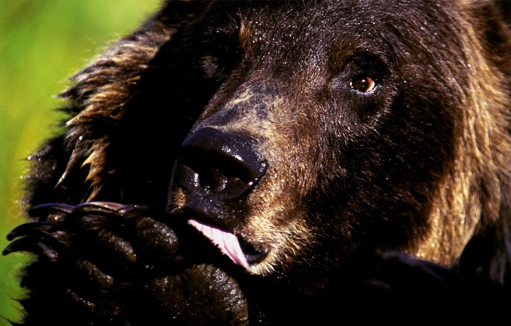 Jiří fotí nejen krajiny, ale i zvířata, nebezpečná zvířata. Třeba medvědy v Kanadě.
