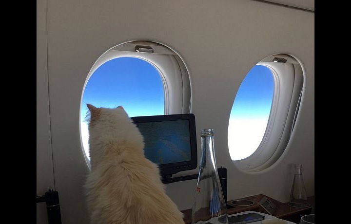 The cat Choupette on the way in a private plane