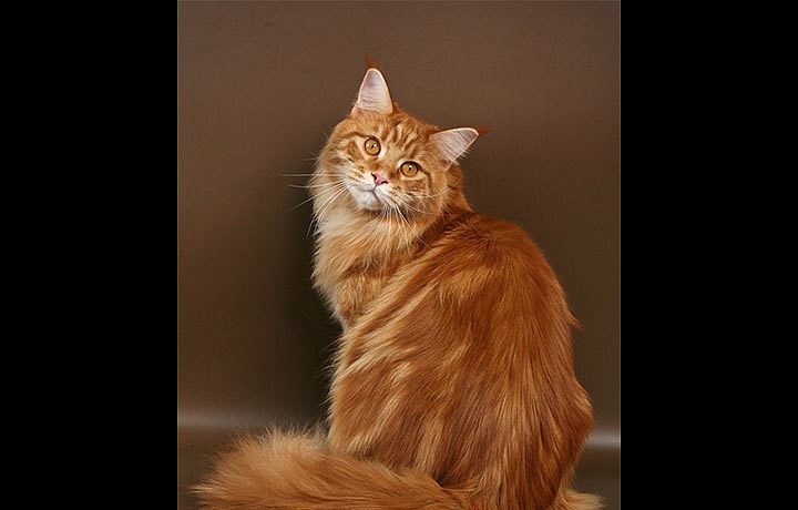 Maine Coon