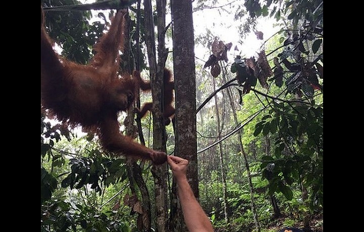 Leonardo in a rain forrest