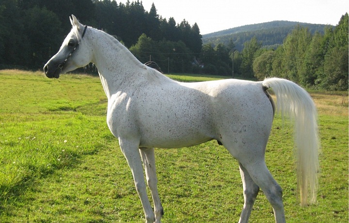 Arabian purebred