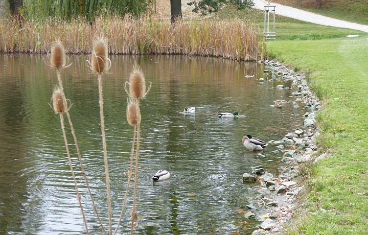 Zelený rybník ve Stromovce