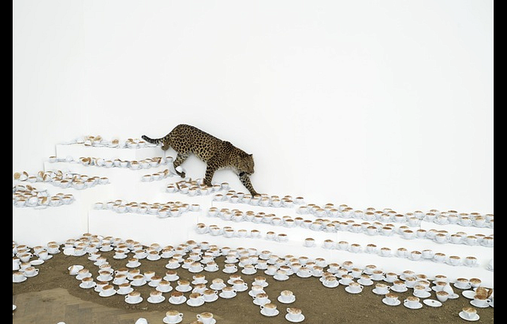 Instalation with a tiger, Paola Pivi