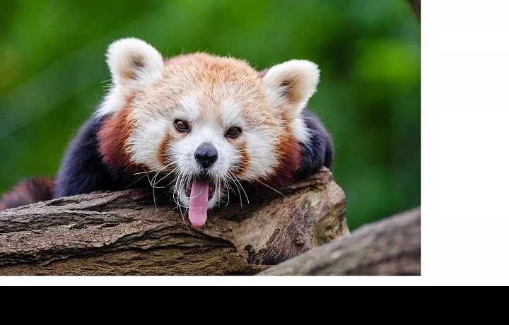 Zvířata mají během požárů žízeň. 