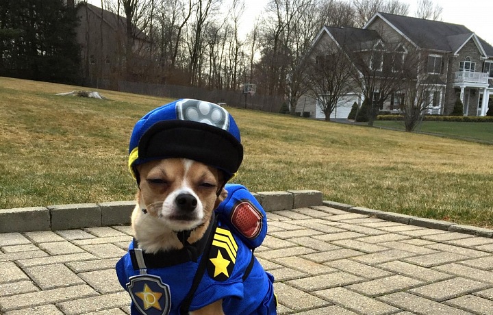 Děti chtějí své psy oblékat do kostýmů Tlapkové patroly