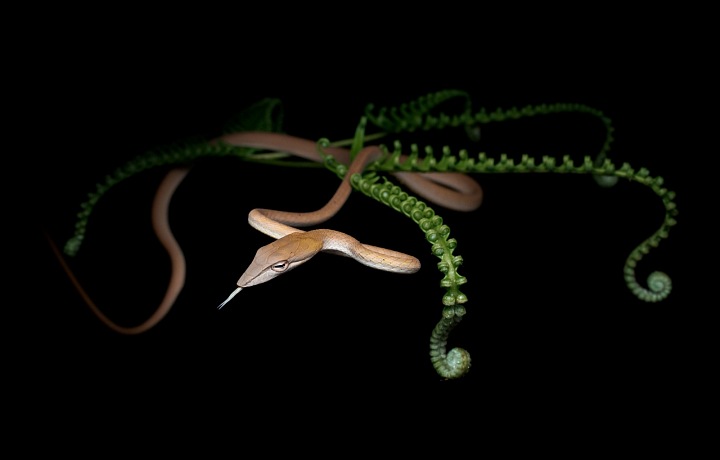 Petr Bambousek, Bičovka