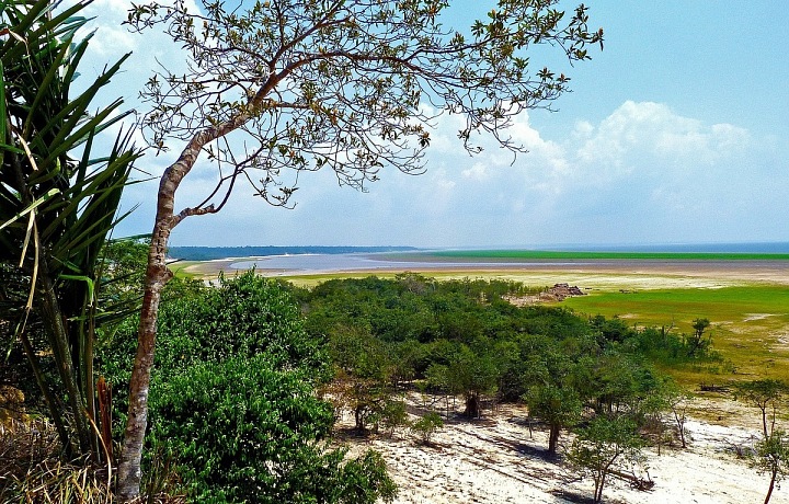 The Amazon rainforest