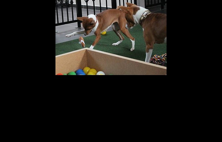 They play all day long together, in the evening they have privacy in their rooms