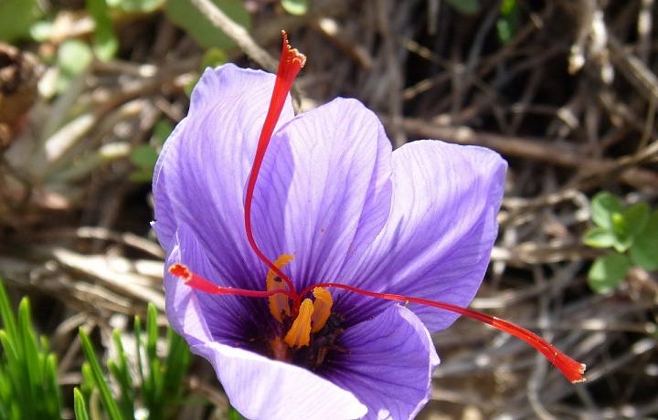 Saffron - the flower