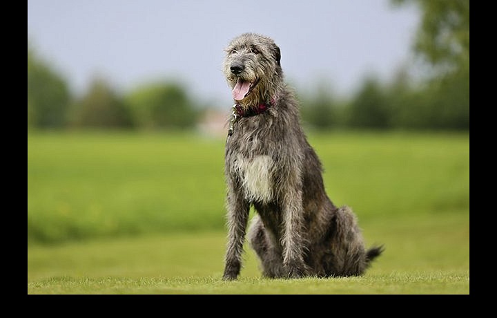 the Irish Wolfhound 