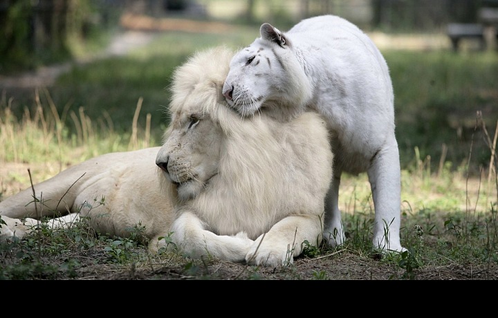 White lion