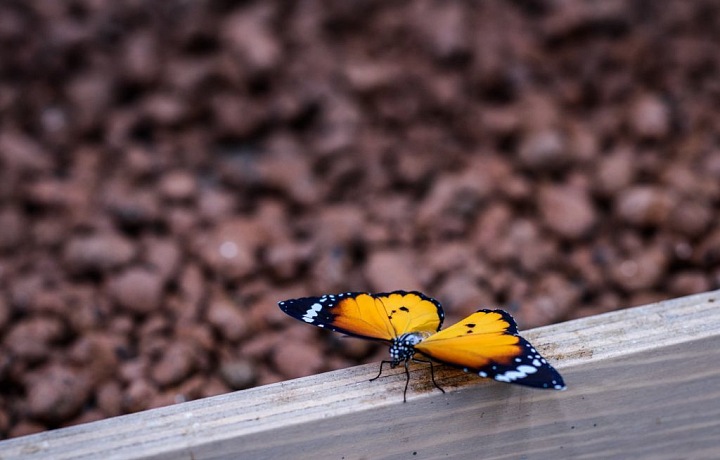 V Motýlím domě můžete obdivovat desítky druhů