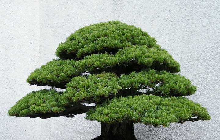 White pine maple bonsai