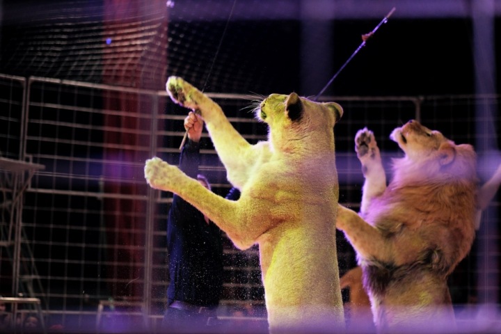 Kočičky a masíčko. 