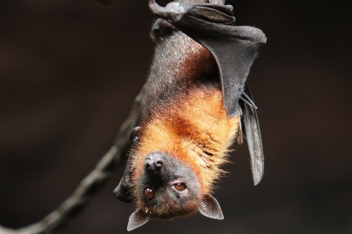 Je libo netopýra k večeři?