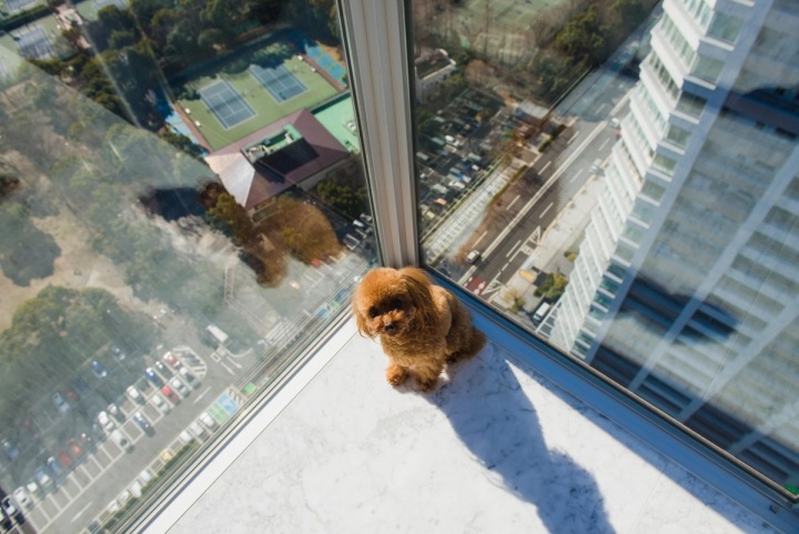 Pes v bytě mrakodrapu.