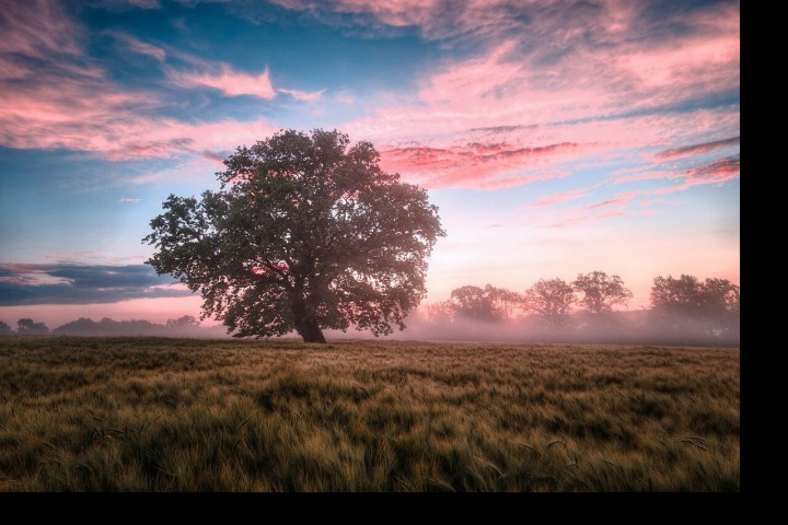 Osamělý strom při východu slunce.