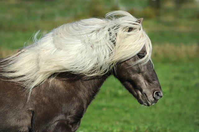 Pony