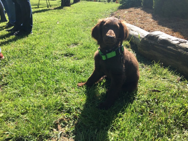 Fenky stráví ve vězení 10 měsíců. 