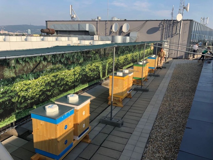 Včely našli domov na střeše bratislavského hotelu.