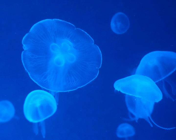 Budete si zde připadat jako pod mořskou hladinou. 