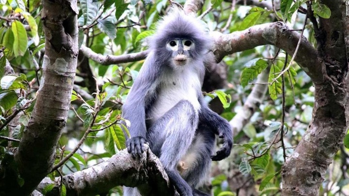 Nový druh opice, Popa langur 