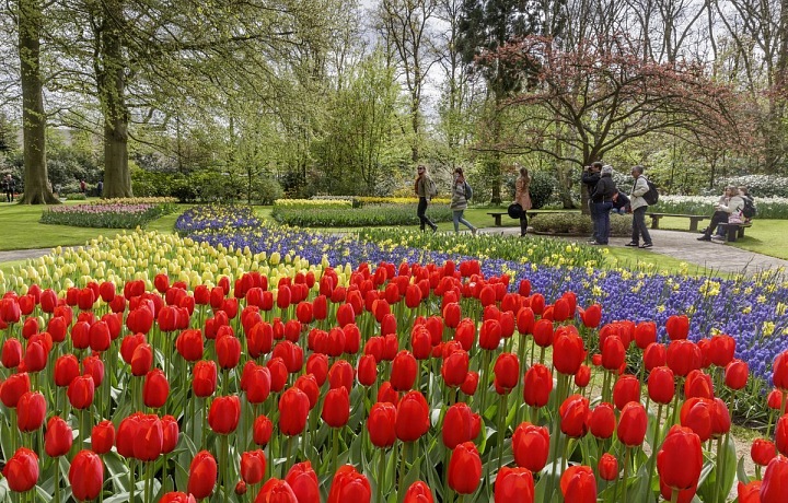 Keukenhof gardens